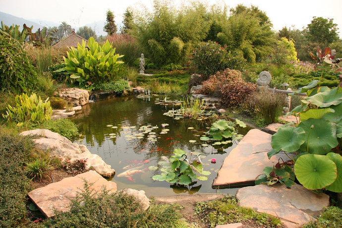 Pond Plants 101: A Guide to Water Gardening