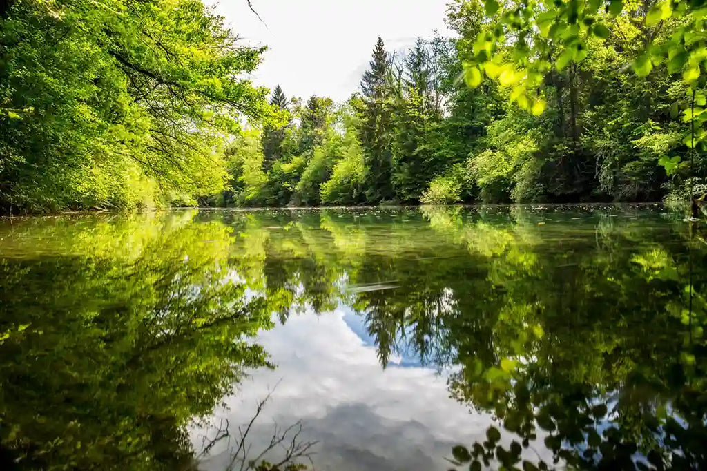 Beneficial Bacteria For Ponds
