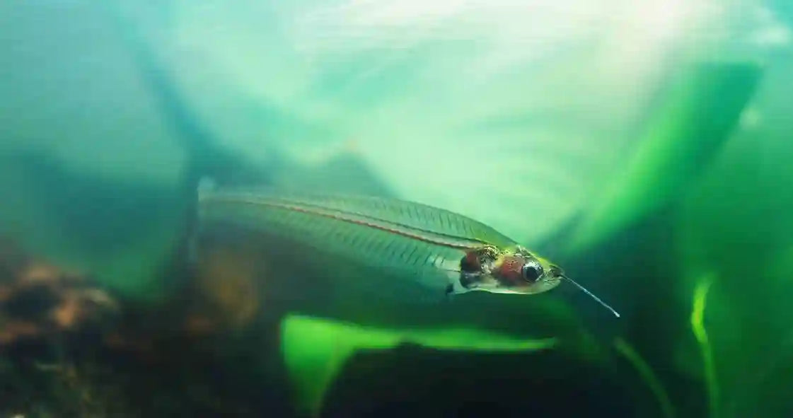 Common Types of Baitfish