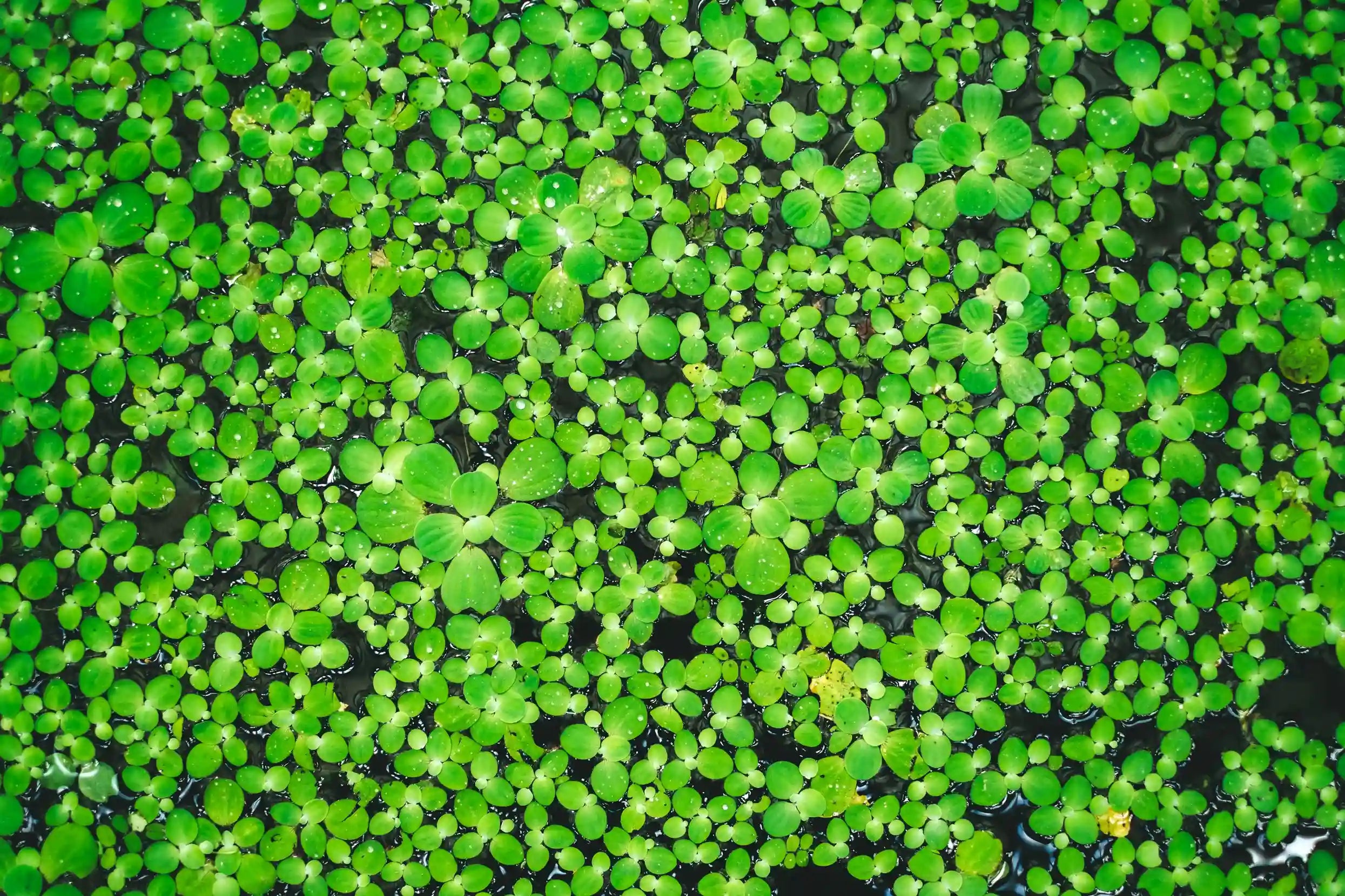 Do Ducks Eat Duckweed in Ponds