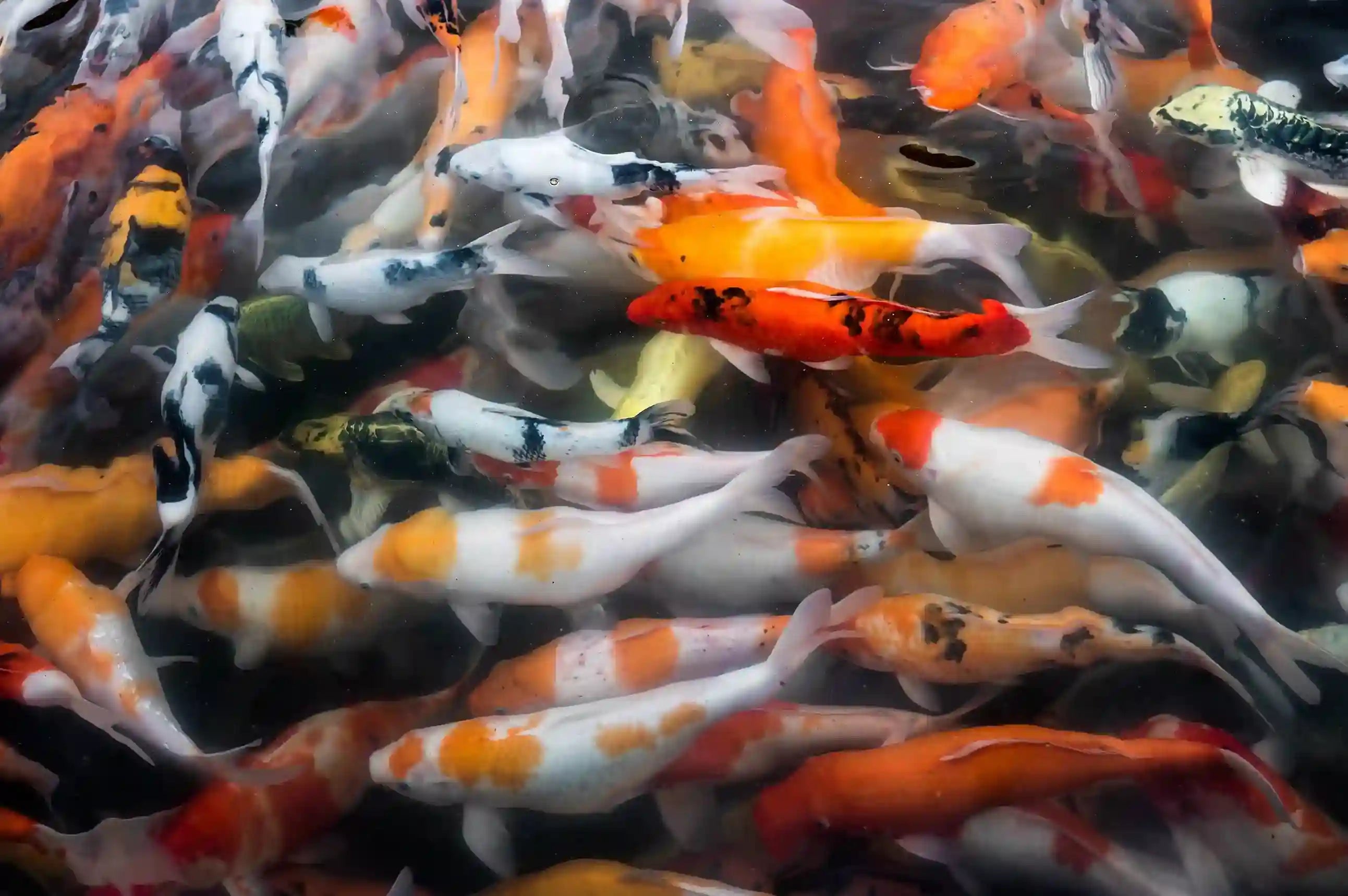 Feeding Pond Fish the Right Way