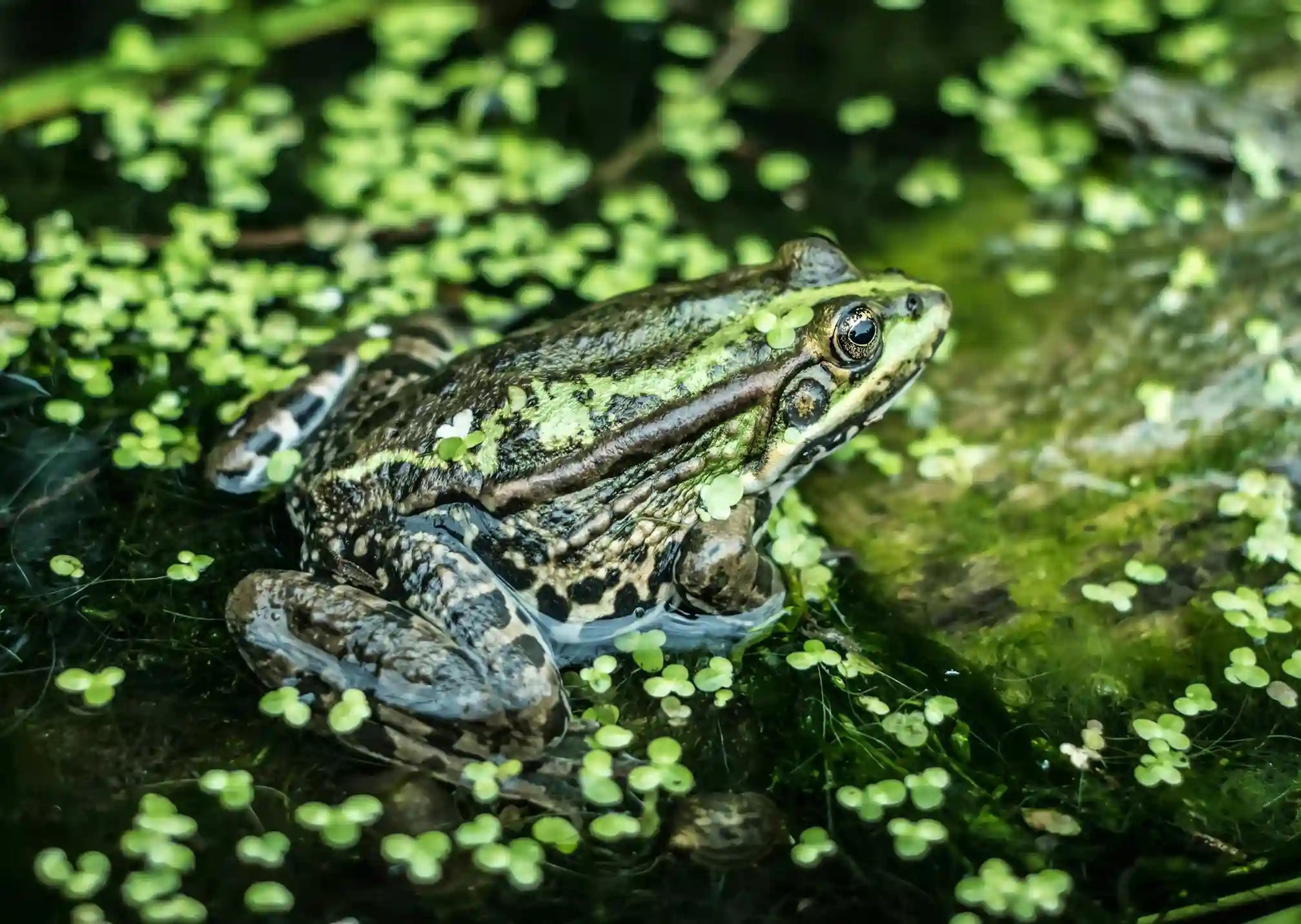 Freshwater Frogs of North America