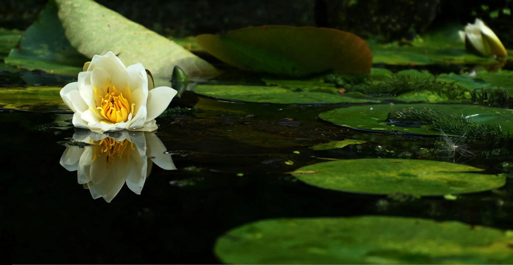 How Does a Pond Vacuum Work