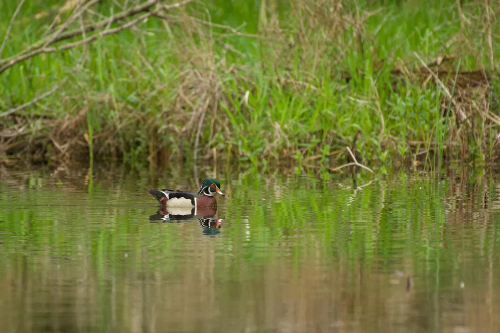 How To Keep a Duck Pond Clean