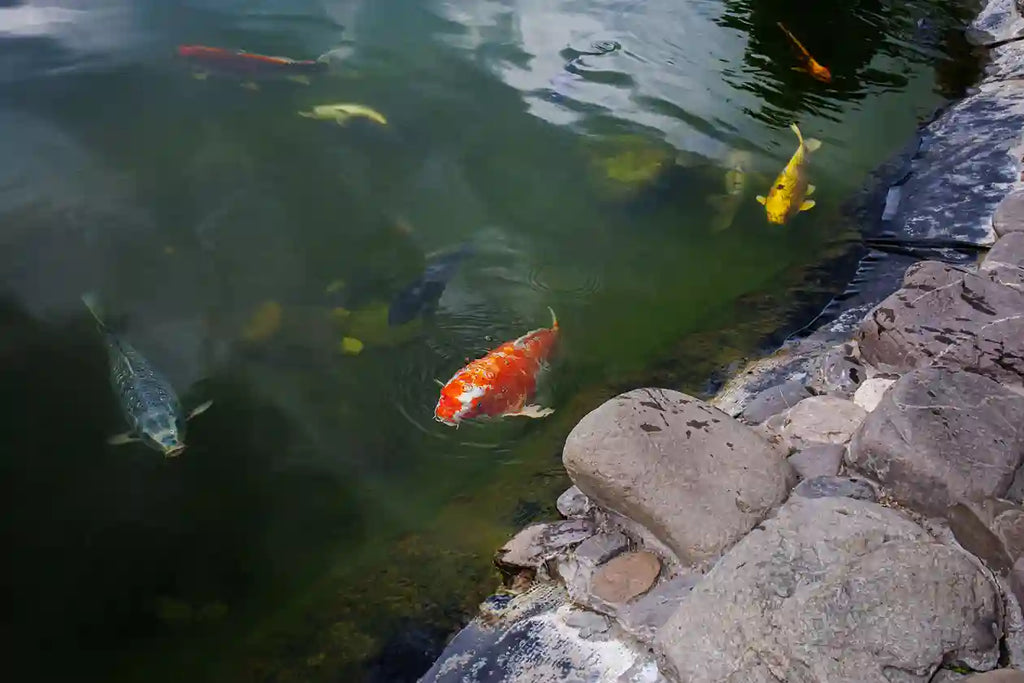 How To Treat Ick On Fish