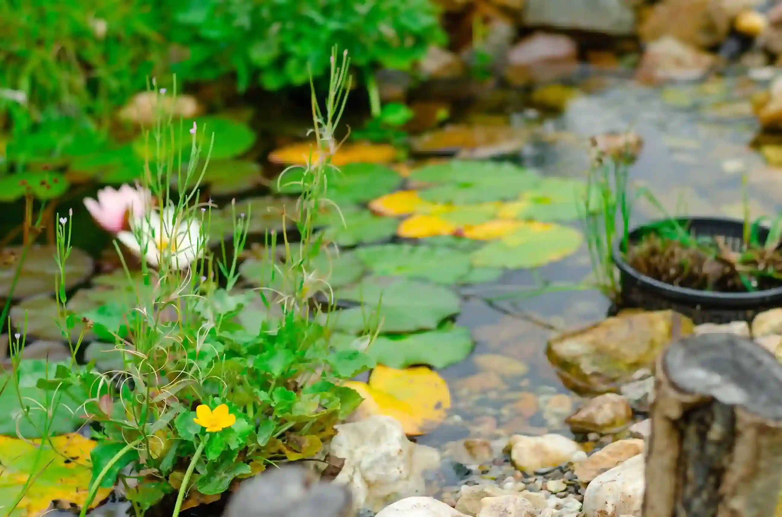 How to Keep Pond Plants Safe Until Spring
