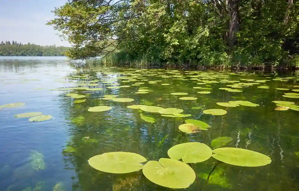 How to Get Rid of Lake Weeds and Muck