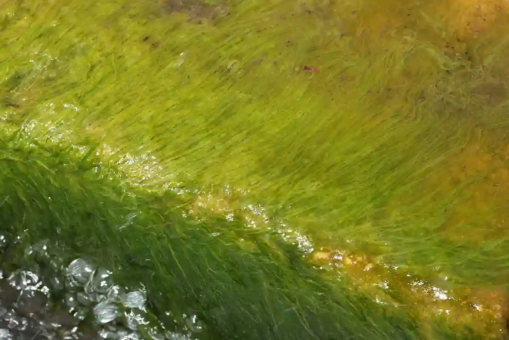 The Role of Goldfish in Controlling Algae in Fish Ponds