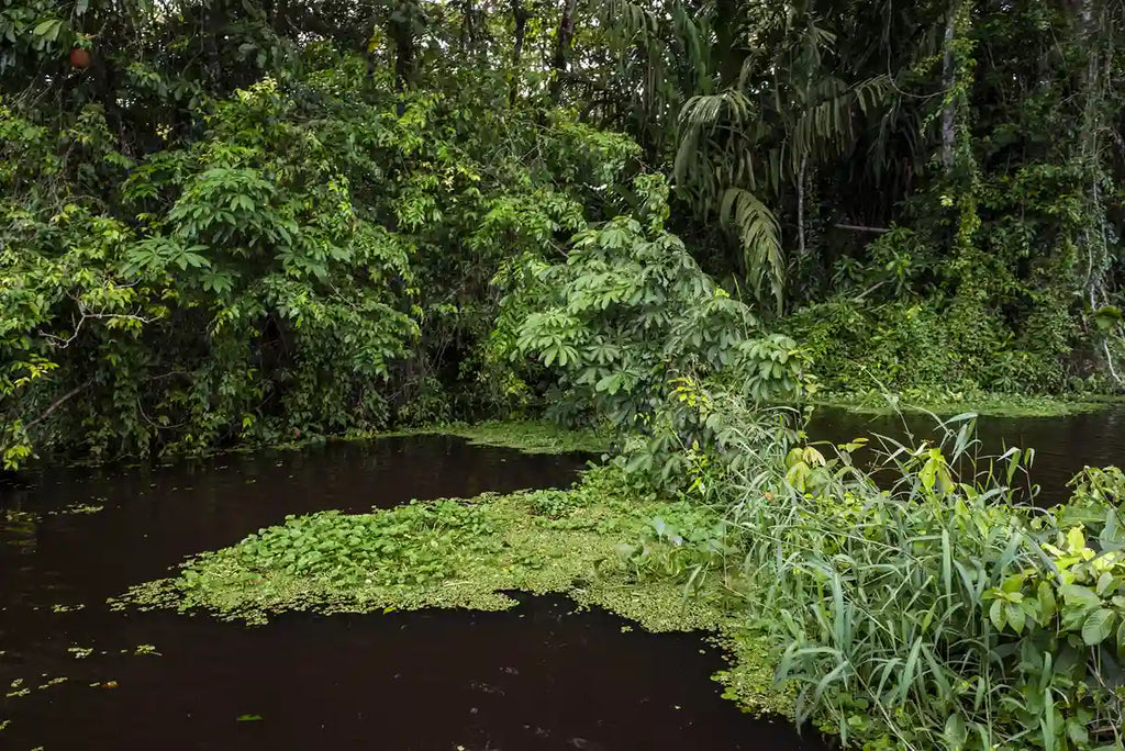 What is Pond Scum