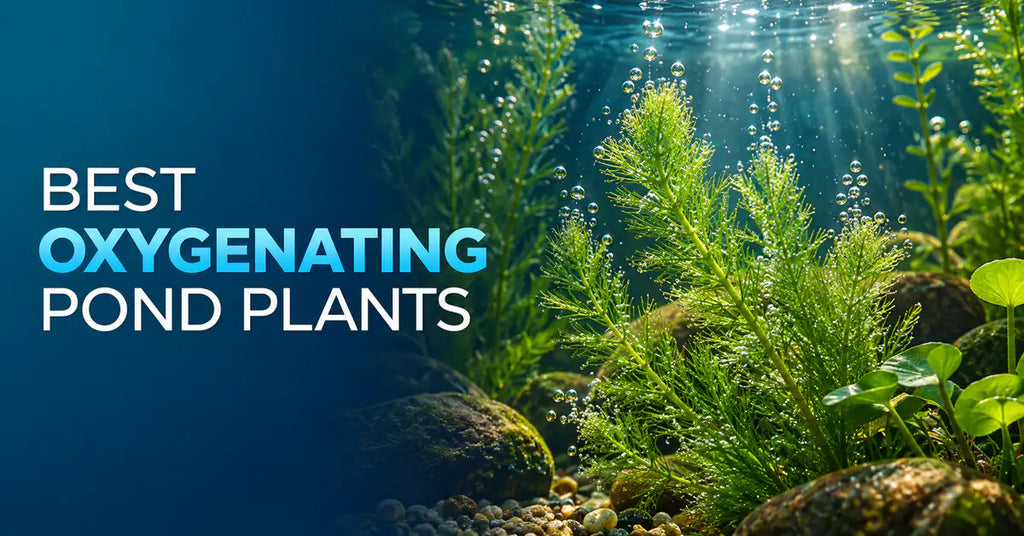 Best Oxygenating Pond Plants featured image