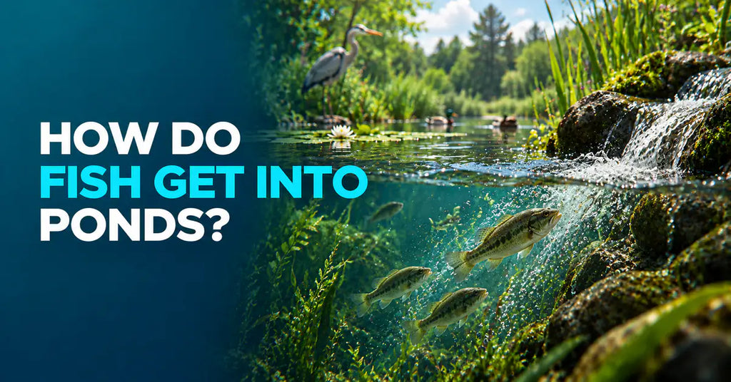 How Do Fish Get Into Ponds featured image