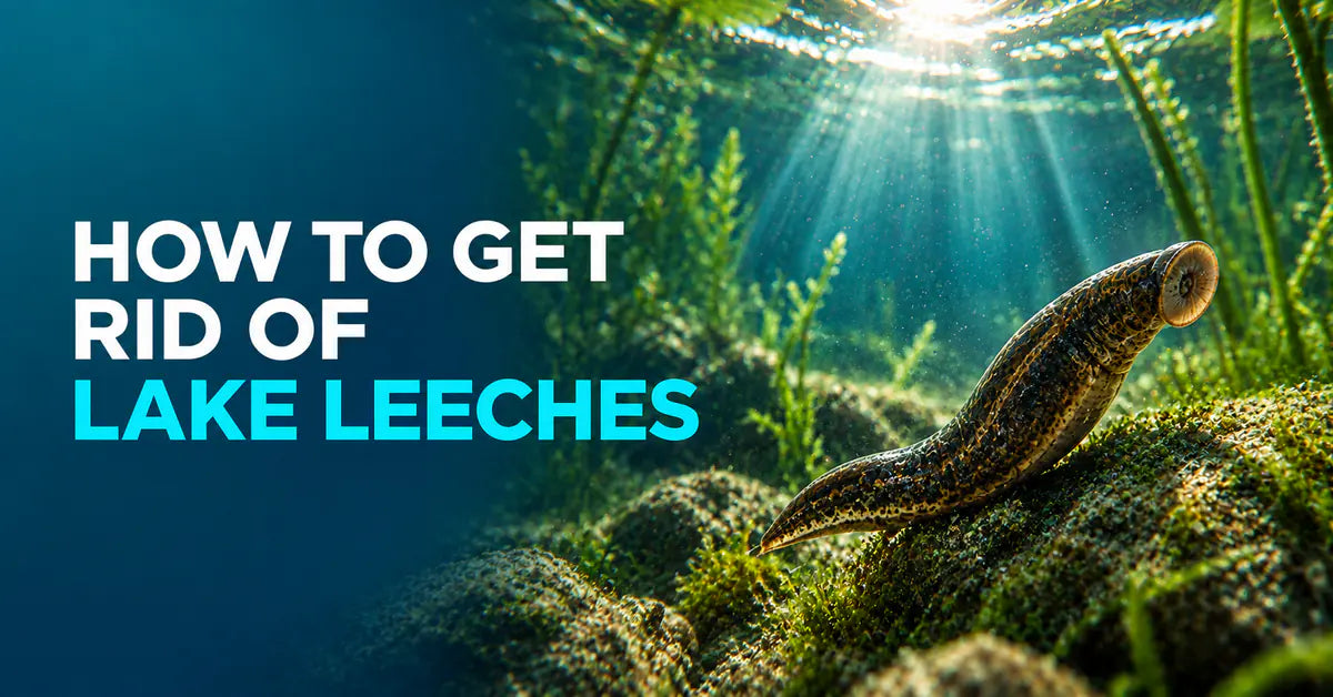 How to Get Rid of Leeches in a Lake featured image