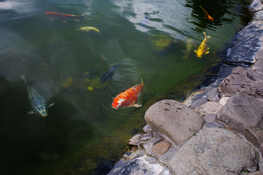 How to Treat Ick on Fish 