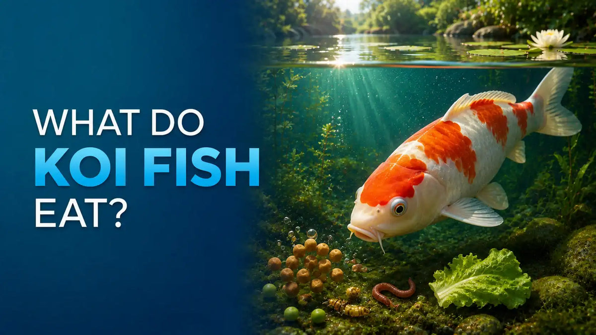 What Do Koi Fish Eat