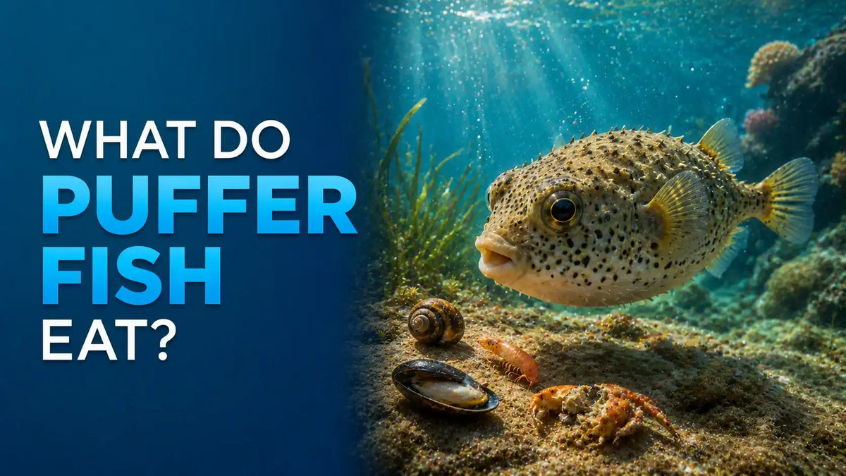 What Do Puffer Fish Eat?